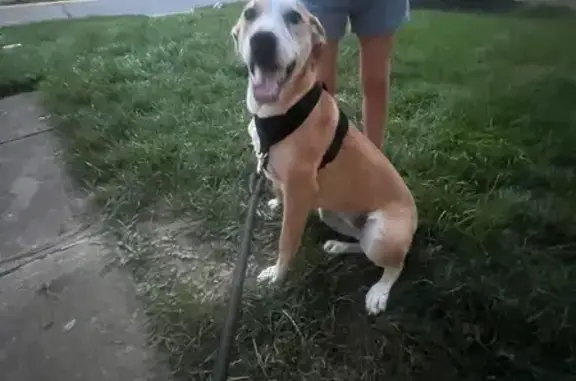 Found Tan & White Dog on Canoe Drive