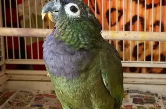 Lost and found pets Portland, photo: Help Find Bam Bam: Lost Parrot in Portland