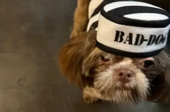 Lost Shih Tzu: Fluffy, Timid, Microchipped