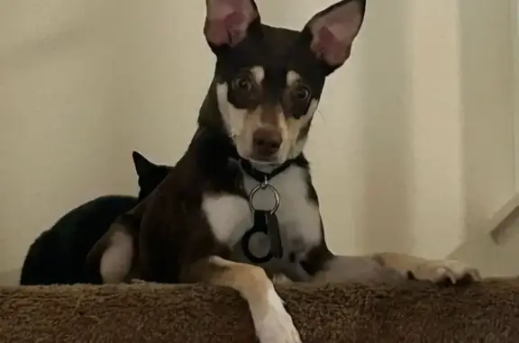 Lost Brown & Tan Dog on Parrish St.