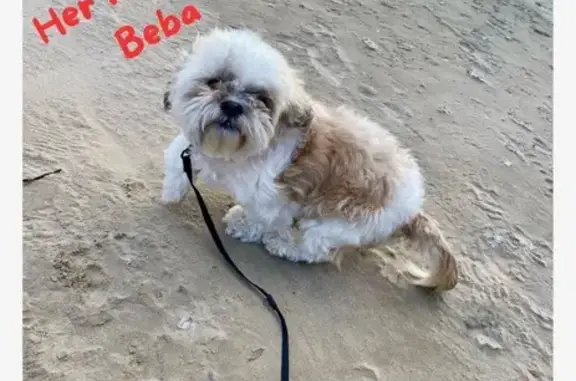 Lost Dog Near North Shary Rd, Mission
