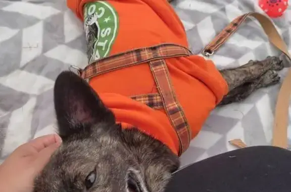 cachorro desaparecida