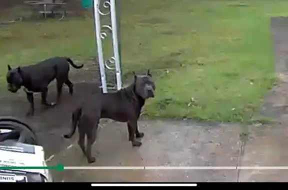 Found pets , photo: Found: Two Lost Dogs in Hamilton Twp