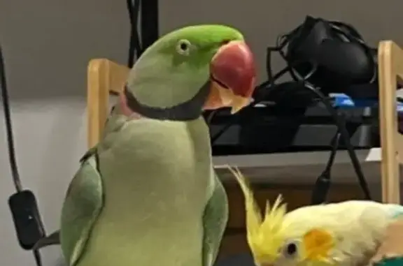 Lost pets Sydney, photo: Lost Parrot: Green with Black Neck Ring