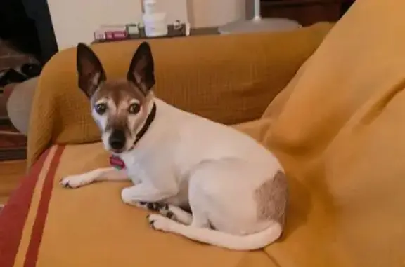 Lost pets Launceston, photo: Lost Dog: White/Brown, Friendly, Launceston