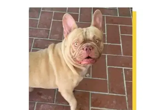 Lost and found pets Palmetto Bay, photo: Found Dog on SW 163rd St, Palmetto Bay