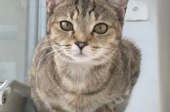 Lost pets , photo: Lost Tabby Cat: West Green Road Area