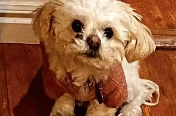 Lost: Luna the Maltese on Slate Rock Rd