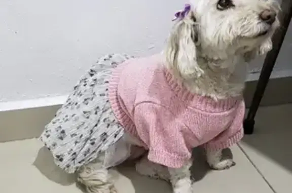 Perro perdido: Blanca, 16 años, Río Belice