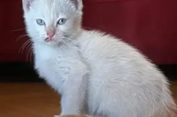 Chaton beige trouvé à Seyssins - photo