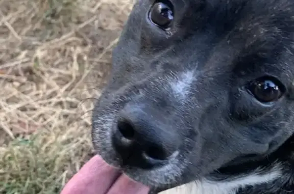 Chien trouvé à Lons-le-Saunier - photo