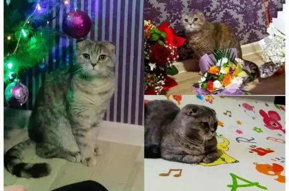 Зникла висловуха кішка у Вінниці