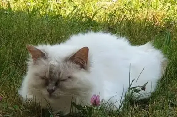 Animaux perdus Voisins-le-Bretonneux, photo: Chatte blanche perdue à Voisins-le-Bretonneux