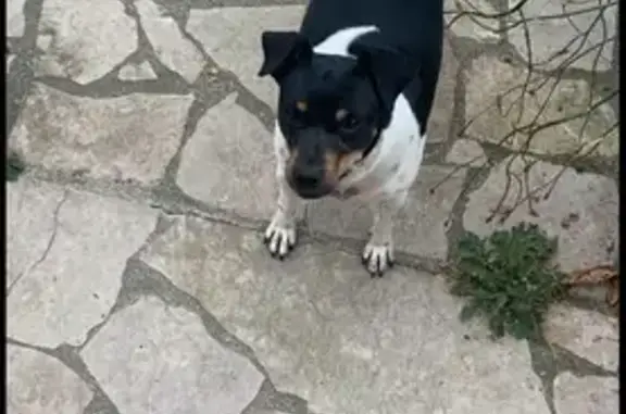 Chienne perdue, Toscane, Puget-Ville. - photo
