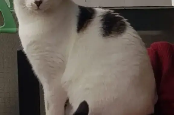 Animaux perdus Marseille, photo: Chat perdu à Marseille, aide recherchée !