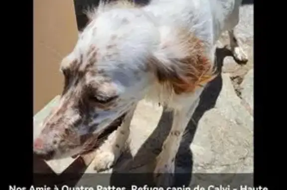Animaux perdus Calvi, photo: Chien perdue Blanche, Rue Albert 1er, Calvi