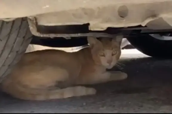 Gato Caramelo Claro Hallado en...