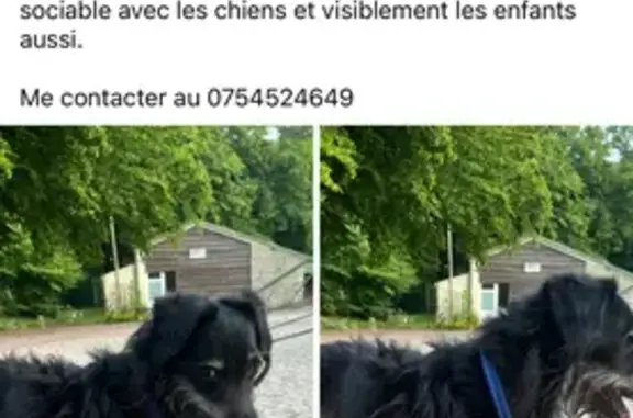 Chien trouvé Auchel, photo: Chien mâle trouvé au parc du Bois de St Pierre