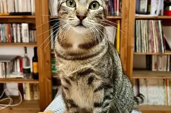 Animaux perdus Lyon, photo: Chat perdu, très câlin, Rue Vendôme, Lyon