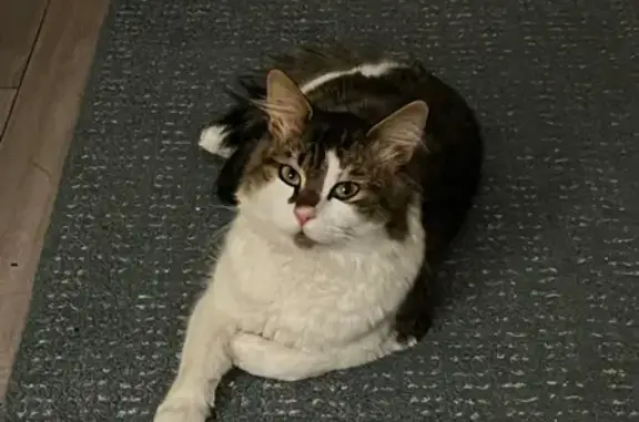 Lost: Handsome Tabby Cat Named Zac