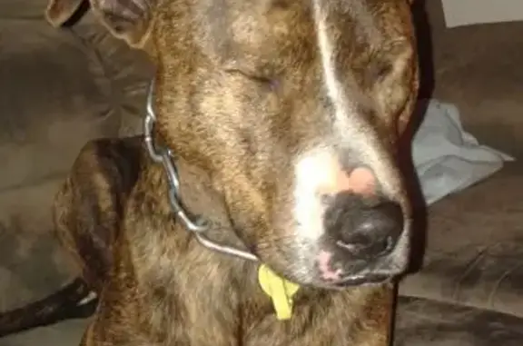 Help Find Tank: Stolen Brindle Dog in SA