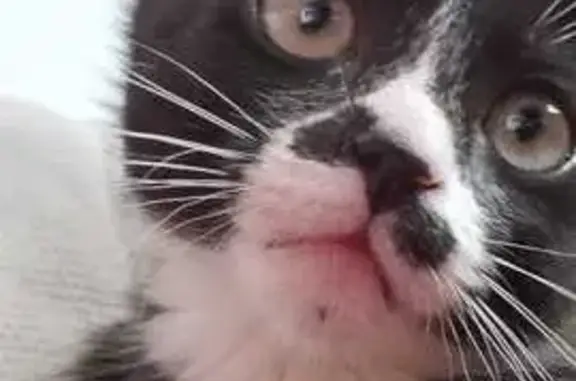 Missing cat , photo: Lost Cat: Black & White with Bow Tie