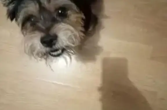 Perro Perdido: Collar Rojo en San Juan