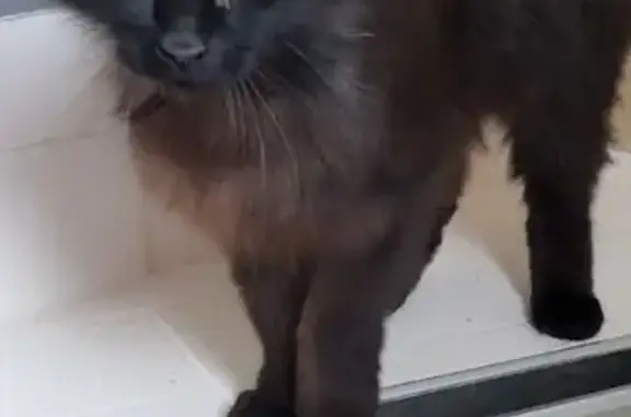 Chat trouvé Lourdes, photo: Chatte noire angora trouvée à Lourdes