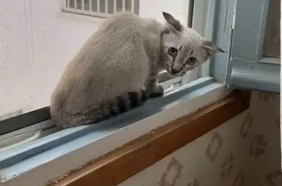 Gatito Siamés Perdido en Alicante - Ayuda