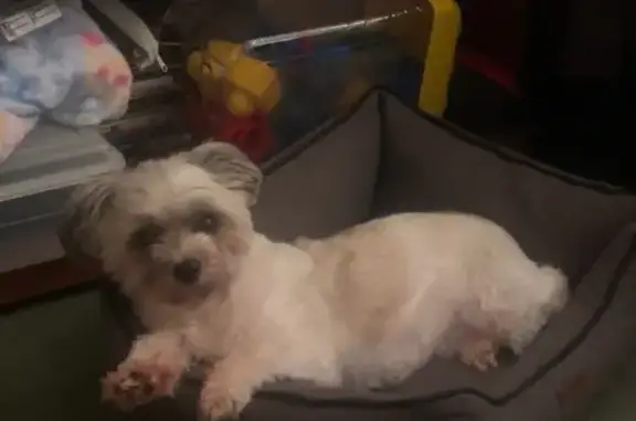 Missing dog Norfolk, photo: Lost Dog: Trixie - Small, Anxious & White