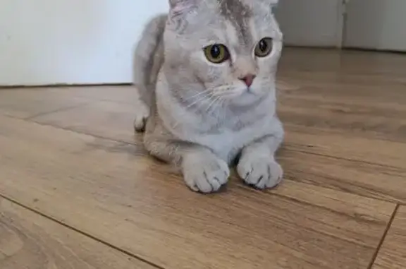 Scottish Fold gris trouvé à Cergy - photo