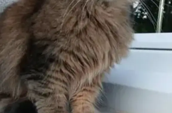 Chatte gris-marron perdue à Annonay - photo