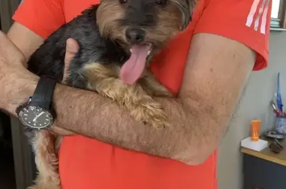 Animaux trouvés Crozon, photo: Jeune Yorkie noire et marron trouvée à Crozon