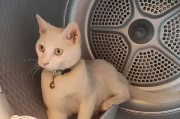 Gatos perdidos, Totana, foto: Gato Blanco Perdido en Totana: Ayuda