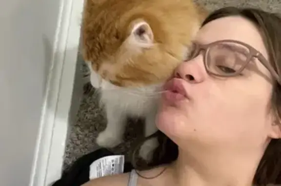 Lost: Sweet White & Orange Cat, KC Area