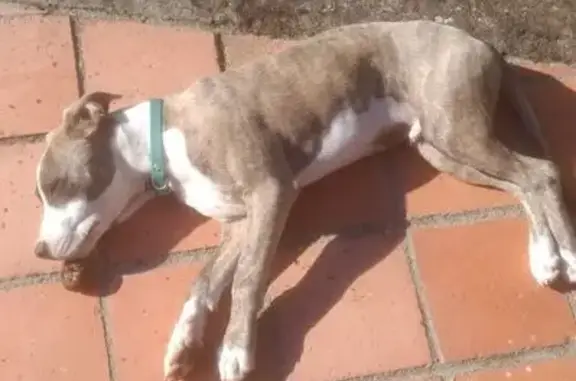 Chien croisé Staffie trouvé à Méasnes - photo