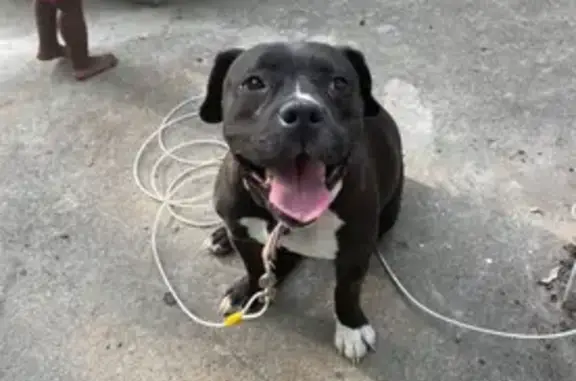 Lost Black & White Pit Mix in Augusta