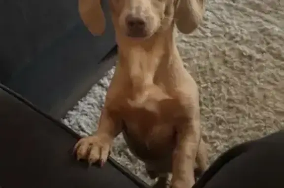 Lost Dirty Blonde Dog in Jacksonville