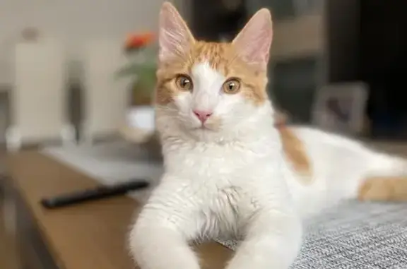 Gato Perdido: Blanco con Naranja en Móstoles