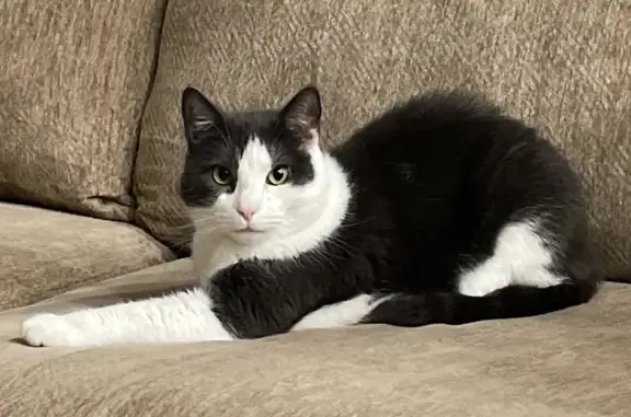 Missing cat Dayton, photo: Lost Tuxedo Cat: 7-Yr-Old, Green Eyes