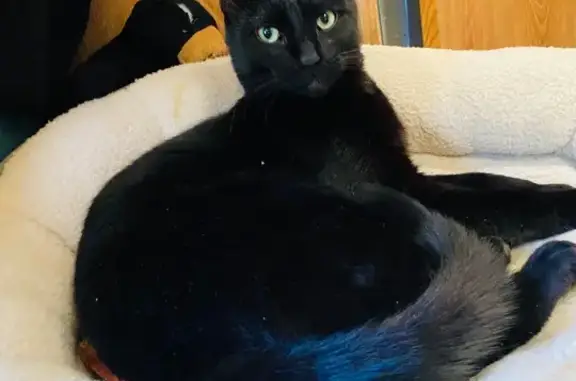 Lost Black Cat: Friendly but Scared!