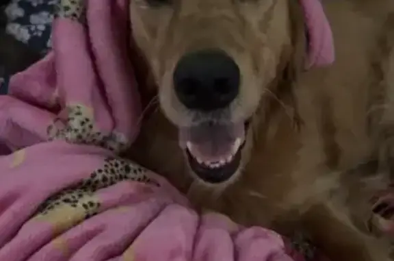 Lost Golden Retriever on West Tumbleweed