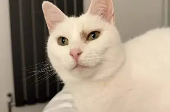 Lost White Cat Lia: Help Us Find Her