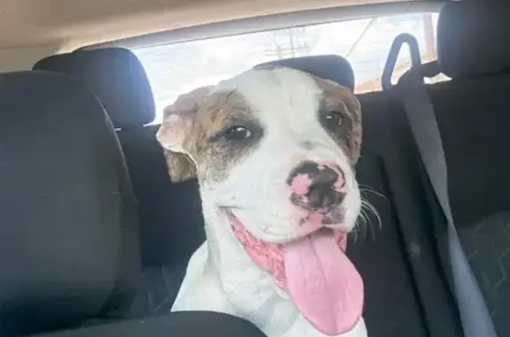Lost Puppy: White & Brown in Baltimore