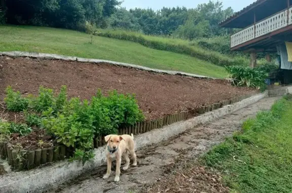 Perro Beige de 13 Años Perdido en Campo