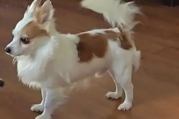 Missing dog Baltimore, photo: Lost: Fluffy White Chihuahua in Baltimore