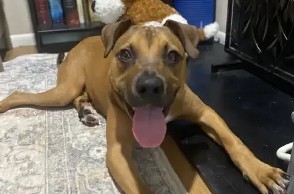 Lost 3-Pawed Puppy in Plainsboro - Help!
