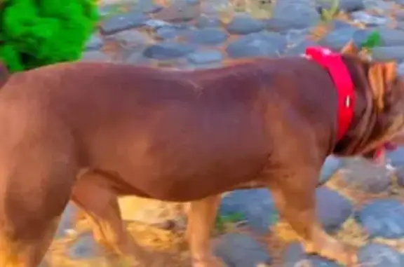 Chien perdue marron à Touët-de-l'Escarène - photo
