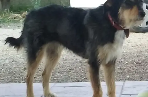 Perro Mayor Perdido: Blanco, Negro y Marrón