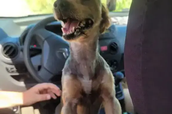 Chien errant secouru à Erchin - photo